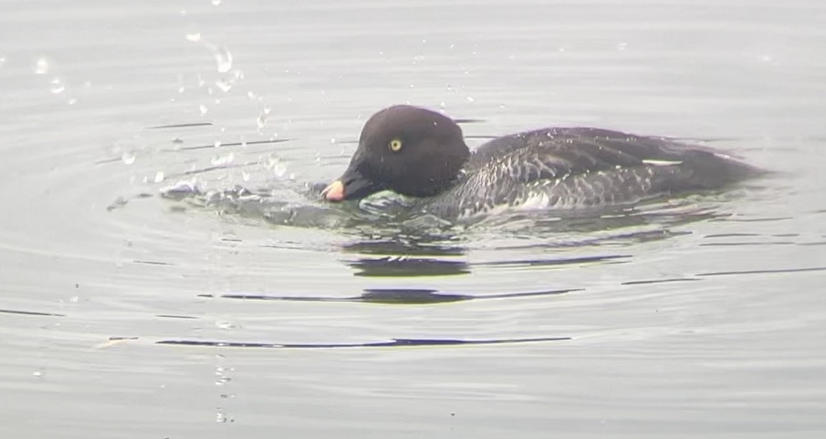 Common Goldeneye - Lyla Arum