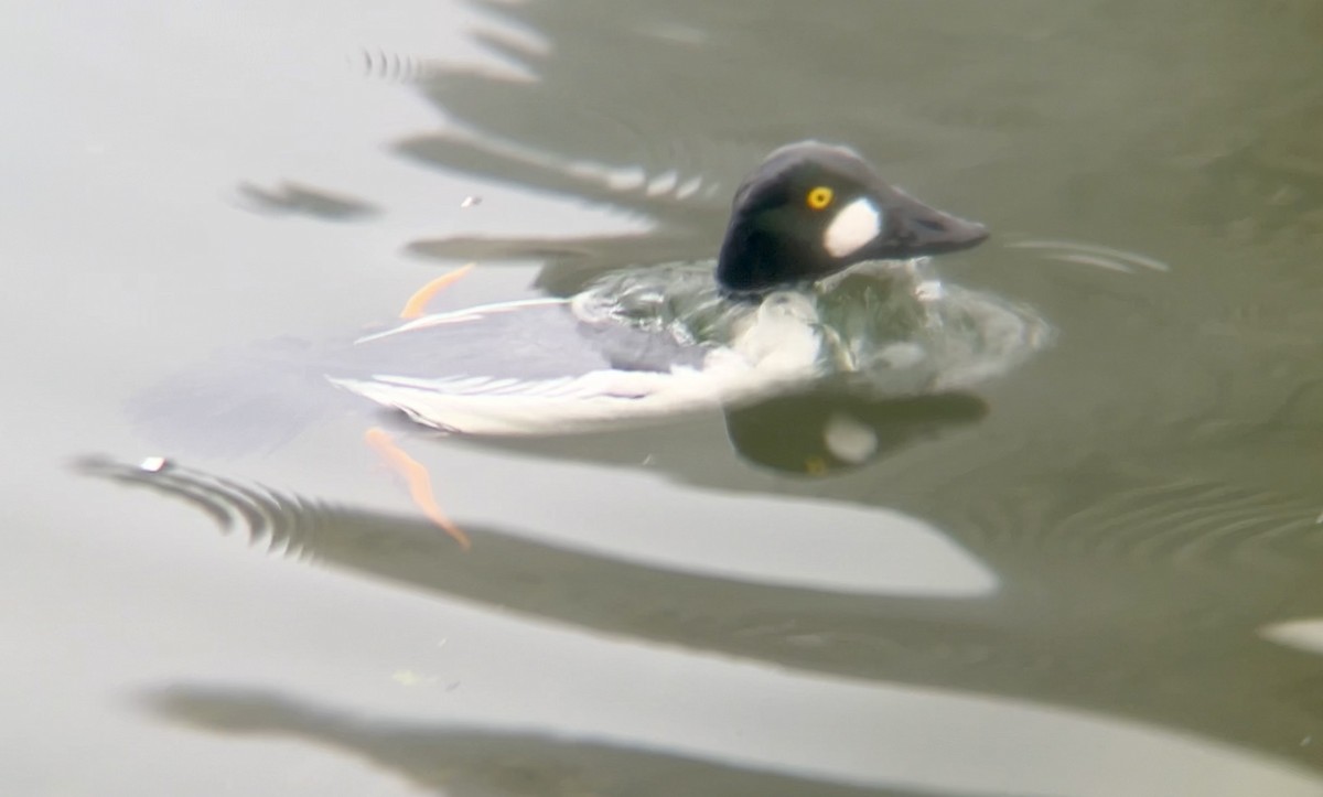 Common Goldeneye - Lyla Arum