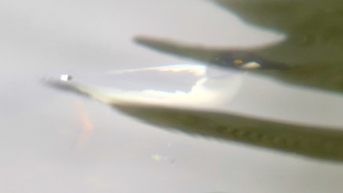 Common Goldeneye - Lyla Arum