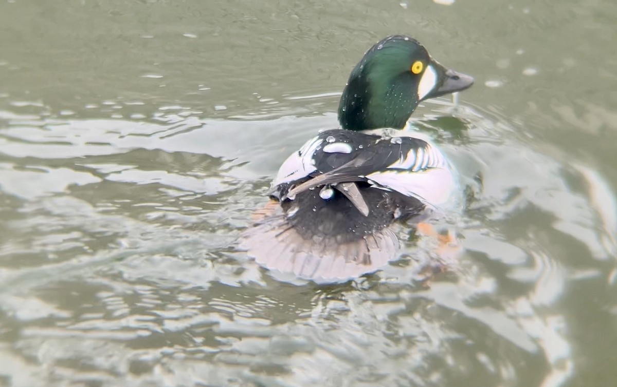 Common Goldeneye - Lyla Arum