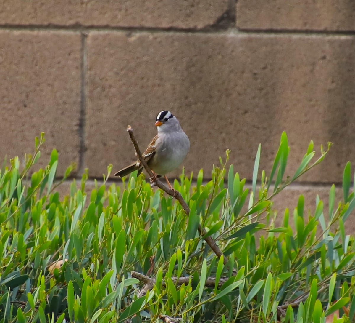 White-crowned Sparrow - ML613747924