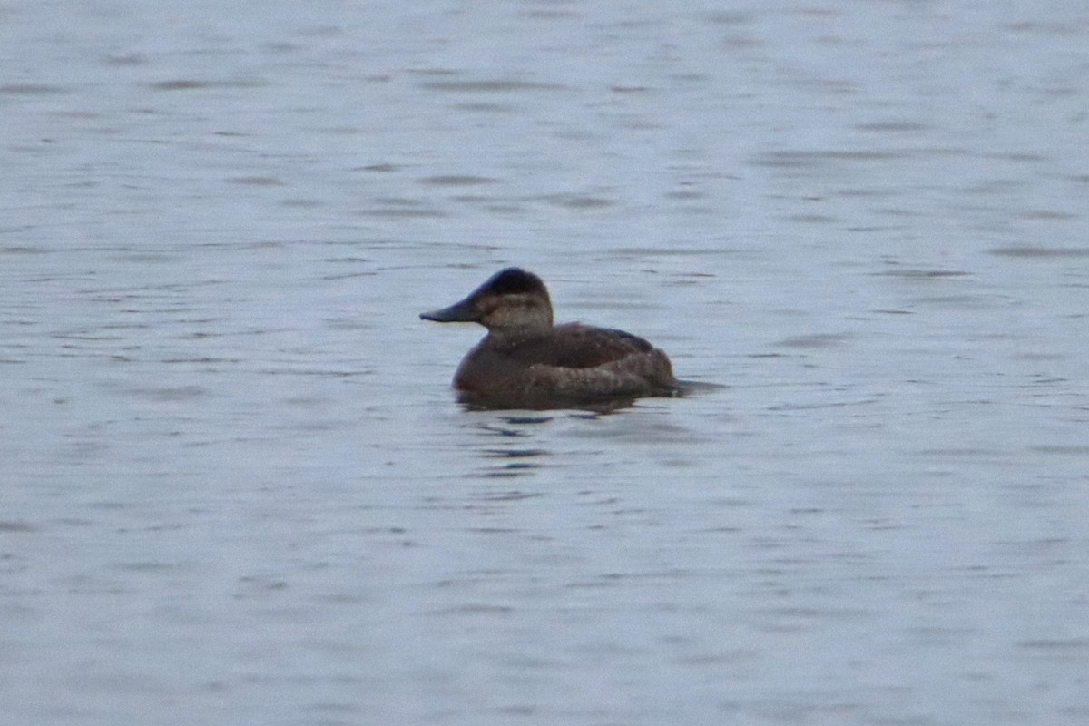 Ruddy Duck - ML613748050