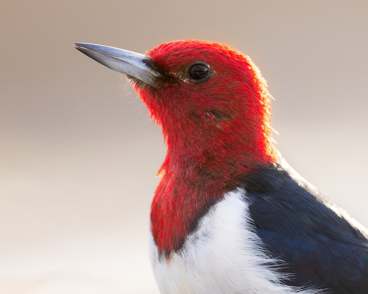 Carpintero Cabecirrojo - ML613748153