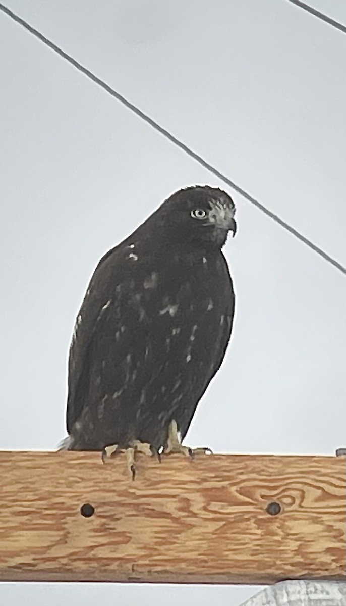 Red-tailed Hawk (Harlan's) - Rick Vetter