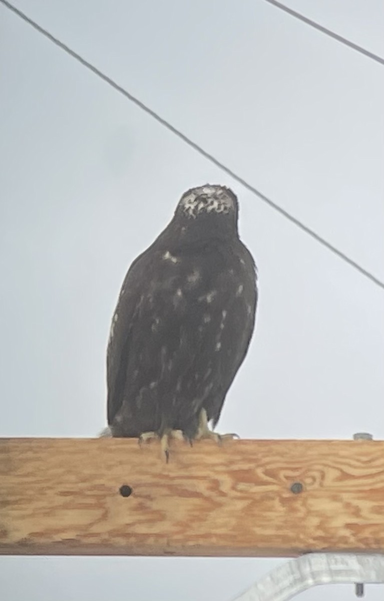 Red-tailed Hawk (Harlan's) - ML613748167