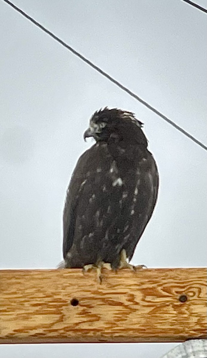 Red-tailed Hawk (Harlan's) - ML613748168