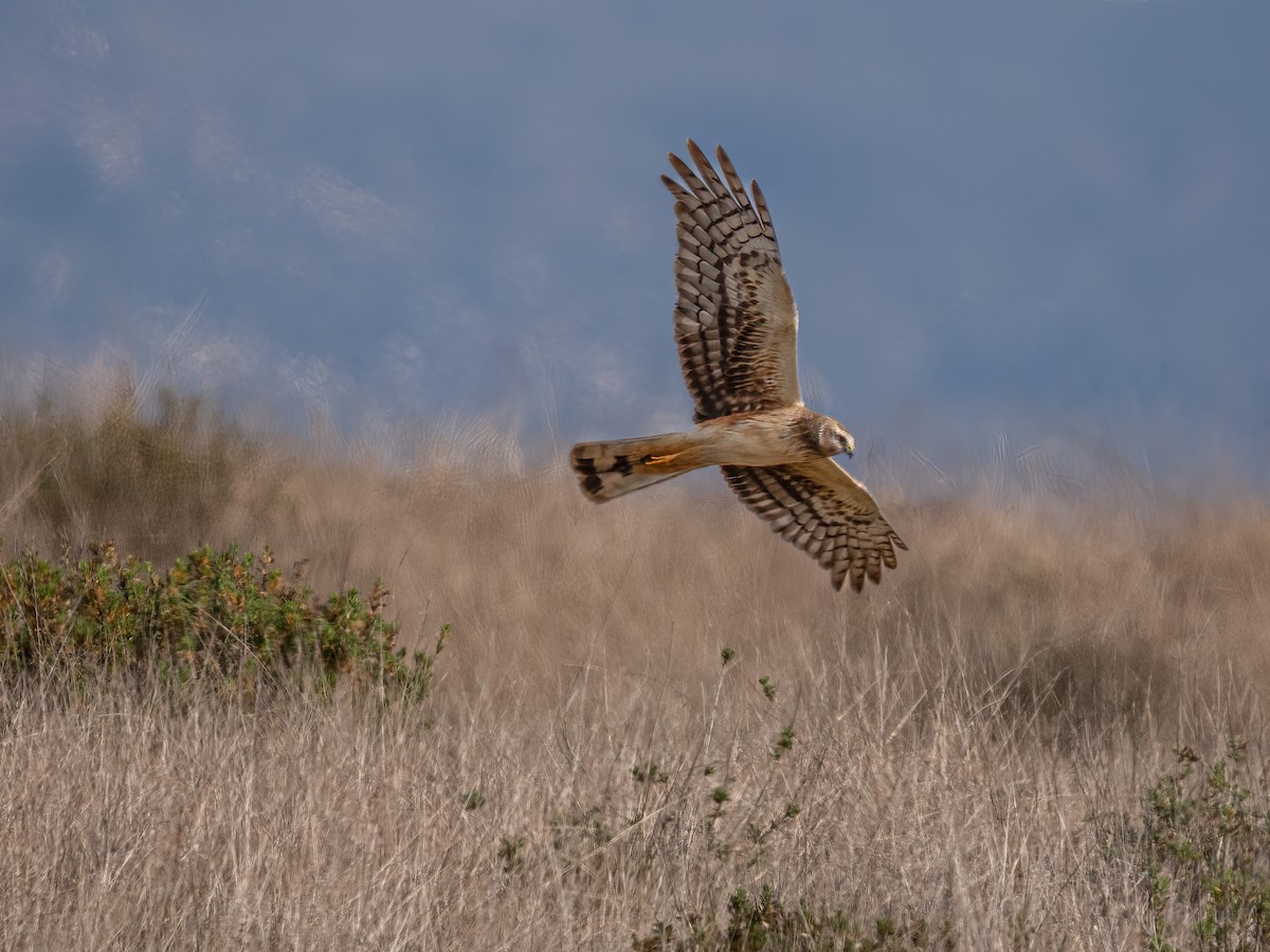 Northern Harrier - ML613748223