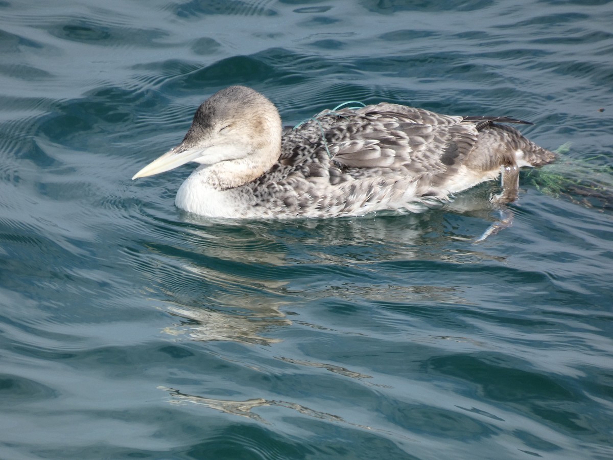Yellow-billed Loon - ML613748240