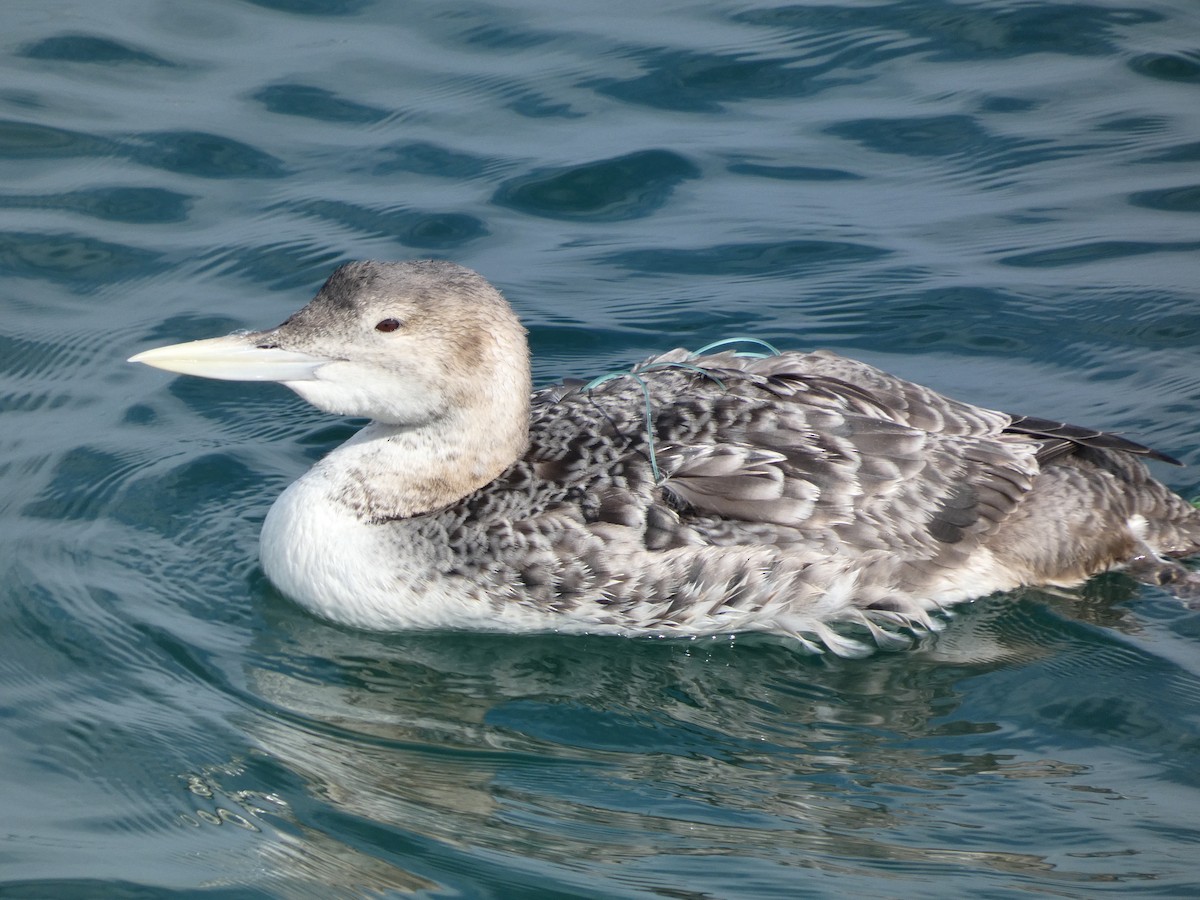 Yellow-billed Loon - ML613748241