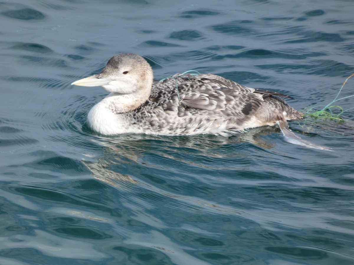 Yellow-billed Loon - ML613748242