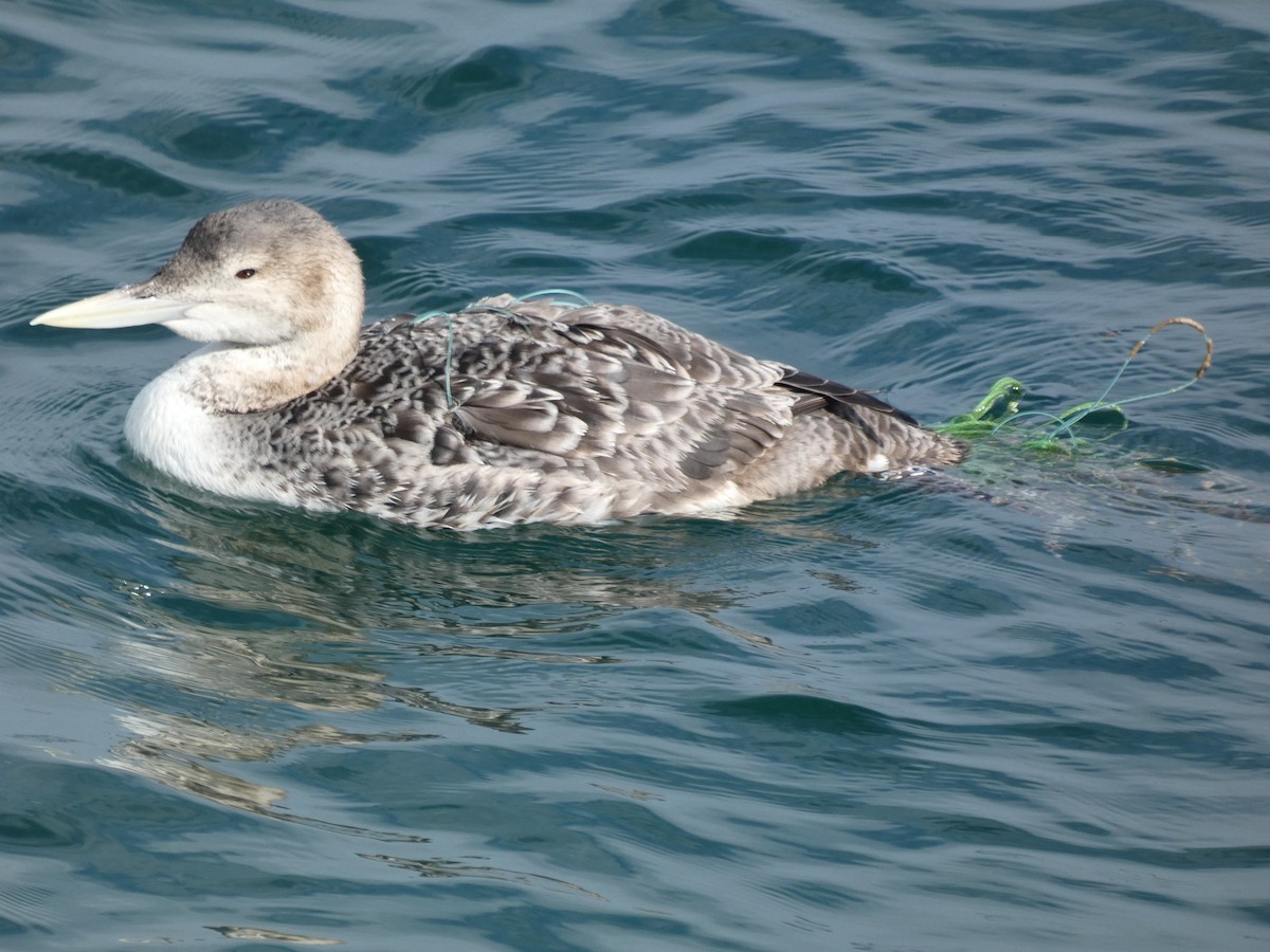 Yellow-billed Loon - ML613748243