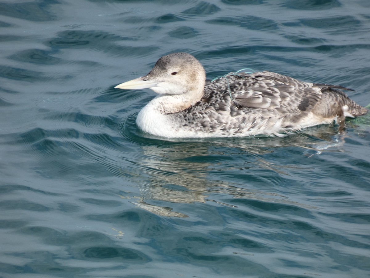 Yellow-billed Loon - ML613748244