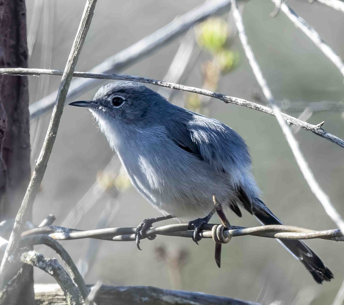 California Gnatcatcher - ML613748273