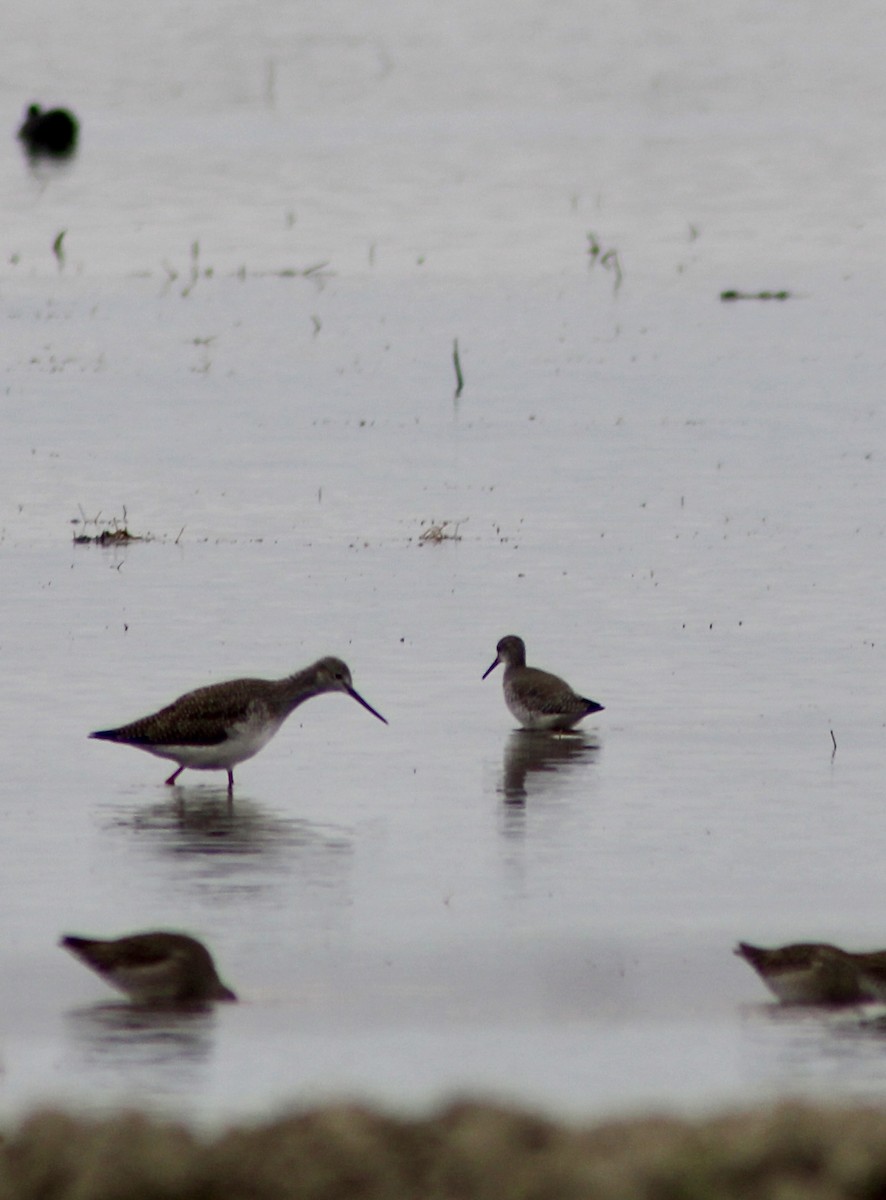 Lesser Yellowlegs - ML613748288