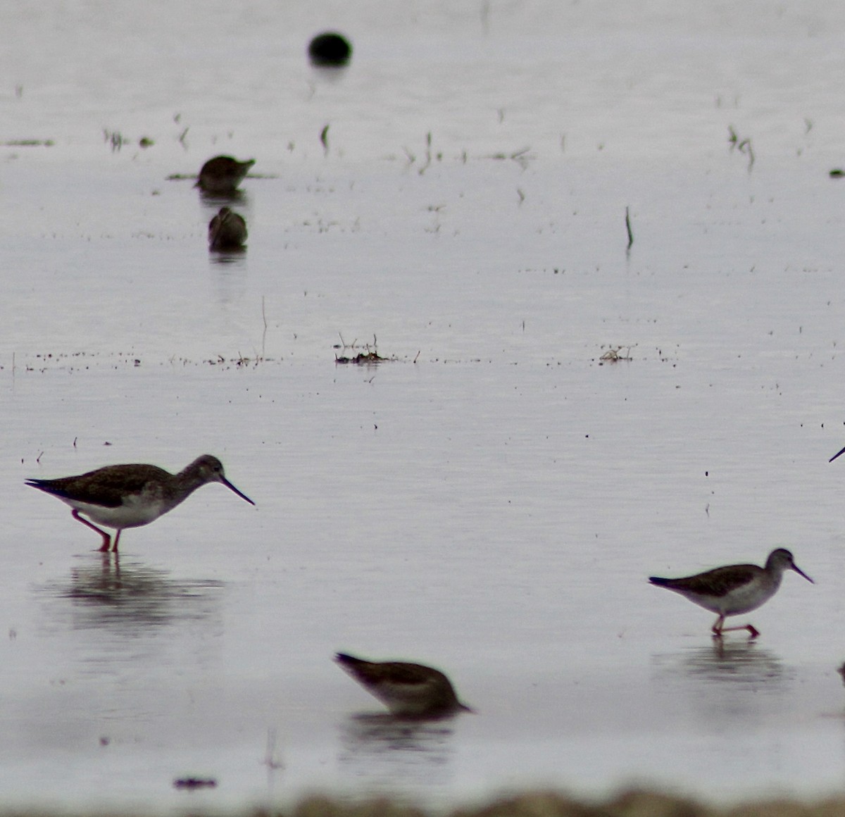 Lesser Yellowlegs - ML613748289