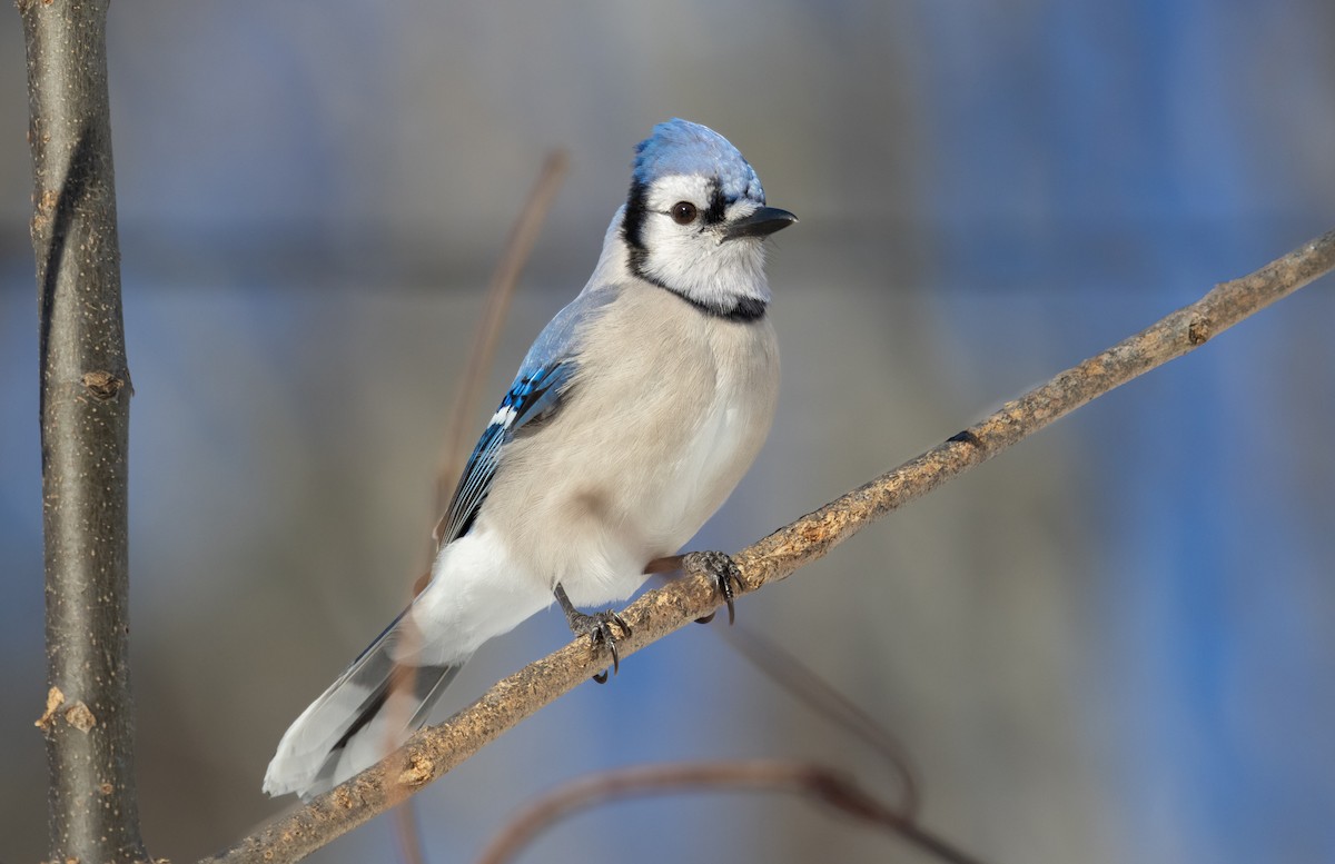 Blue Jay - ML613748352