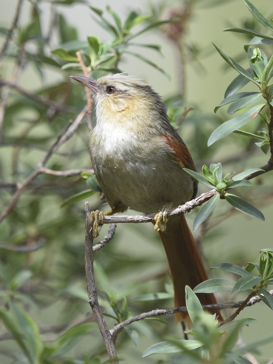 キボウシカマドドリ - ML613748481