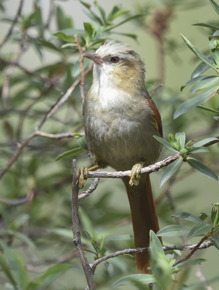 キボウシカマドドリ - ML613748483