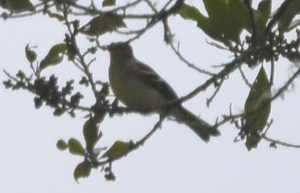 elaenia sp. (genus Elaenia) - Annie Meyer