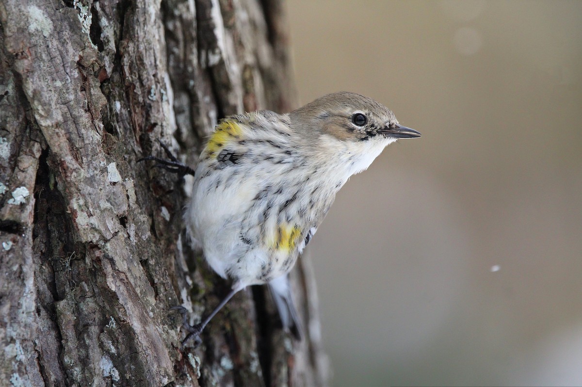 Yellow-rumped Warbler - ML613748527