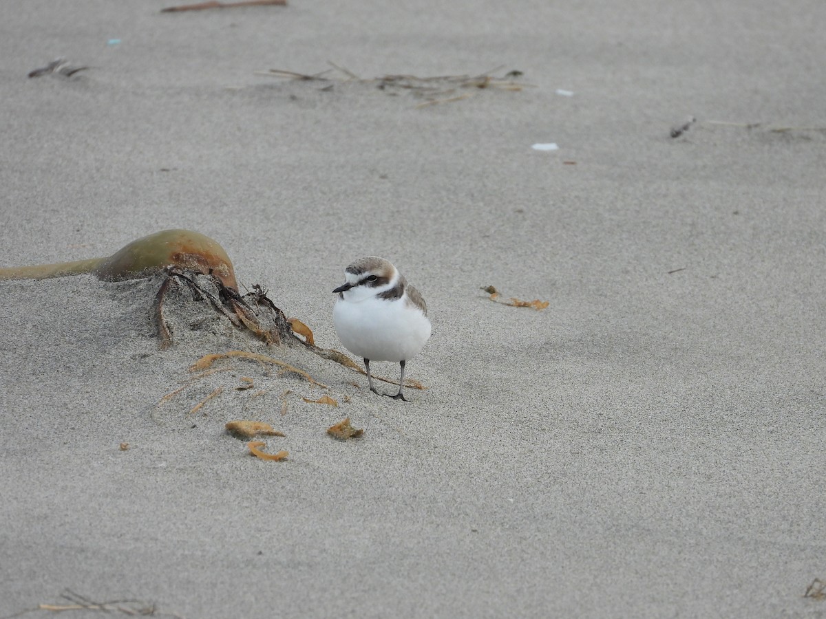 Snowy Plover - April Lauman