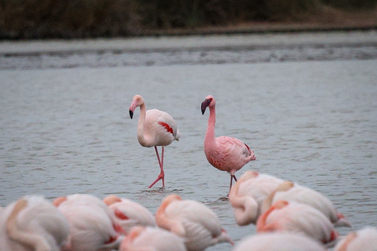 Lesser Flamingo - ML613748567