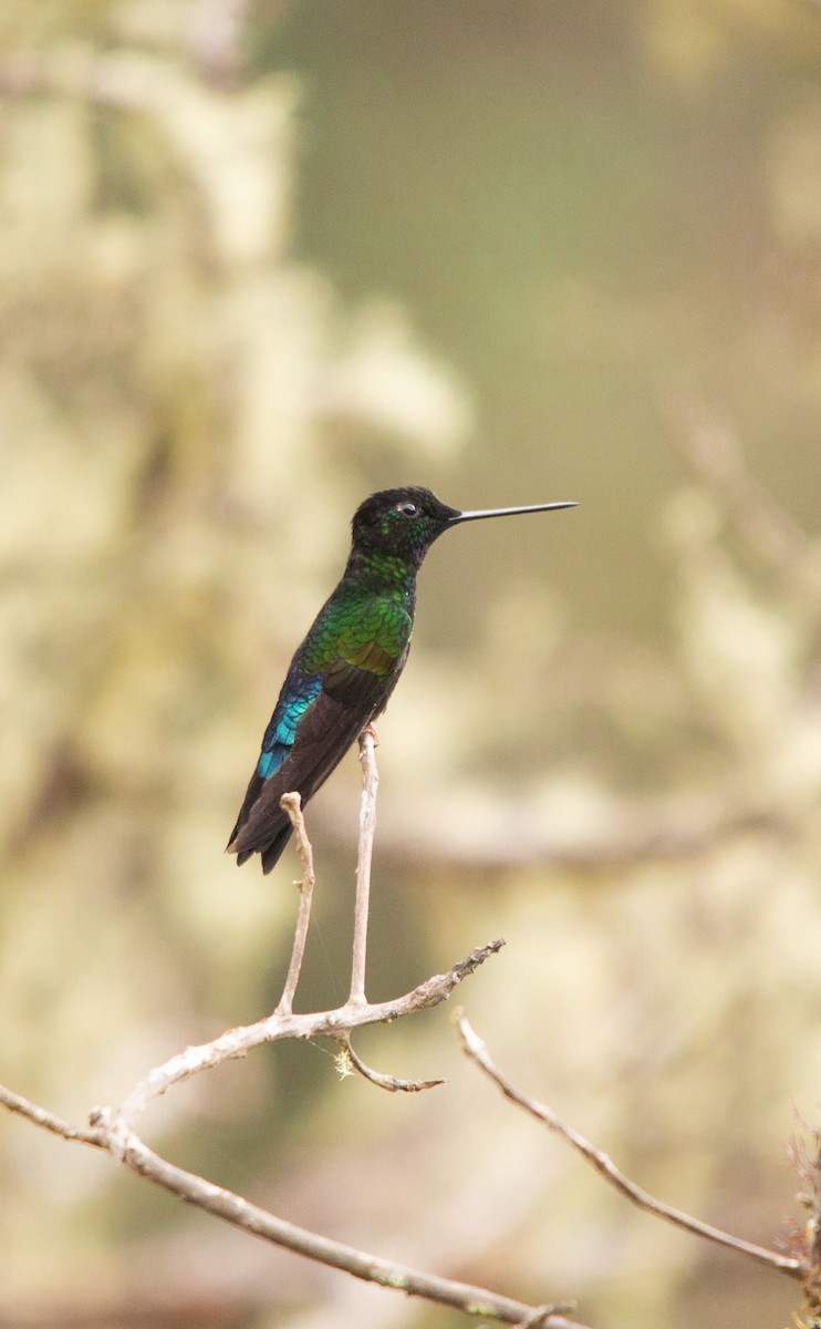 Blue-throated Starfrontlet - ML613748605