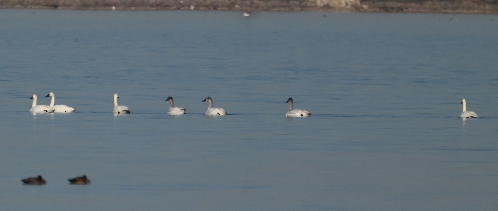 Tundra Swan - Steve Davis