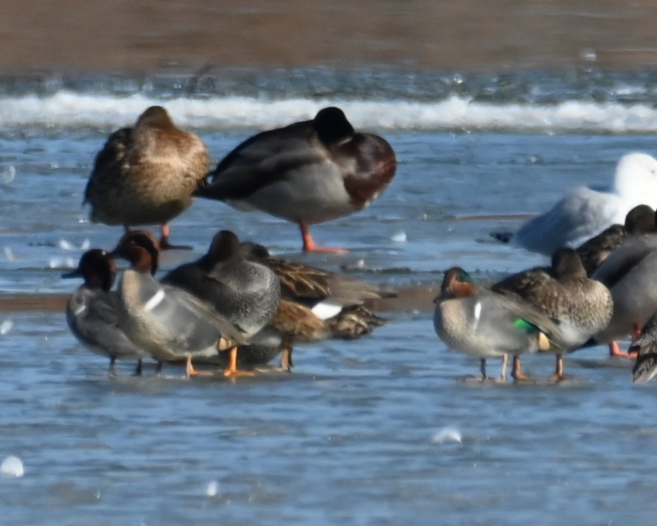 Green-winged Teal - ML613748770
