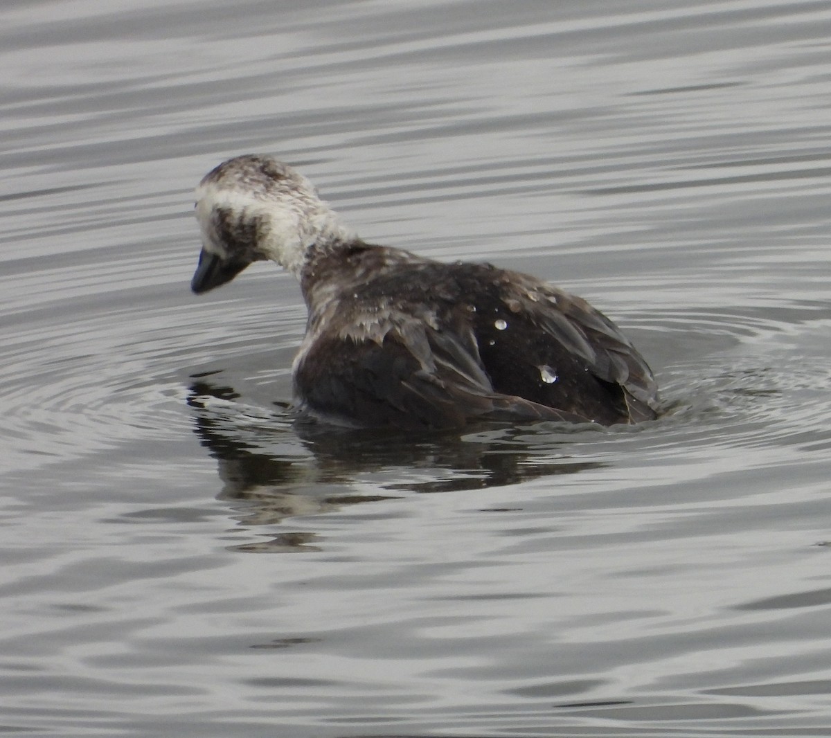 Long-tailed Duck - ML613748784