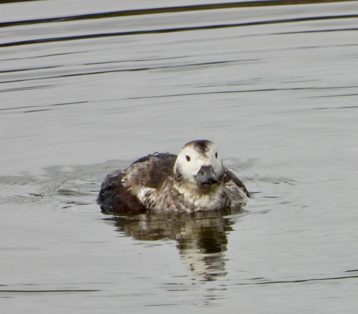 Long-tailed Duck - ML613748785