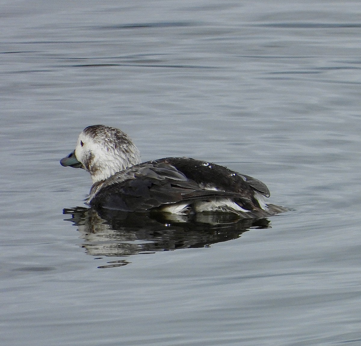 Long-tailed Duck - ML613748786