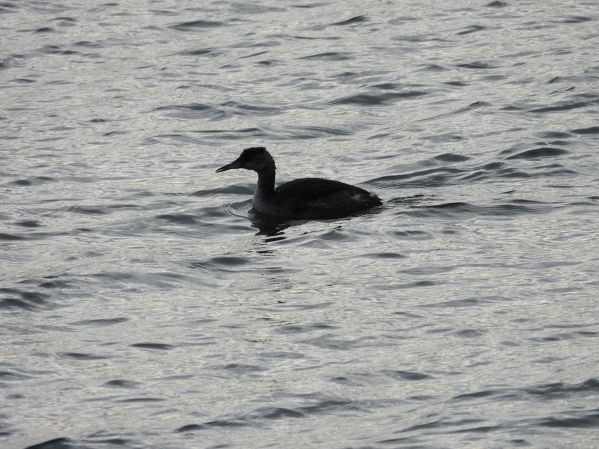 Red-necked Grebe - ML613748799