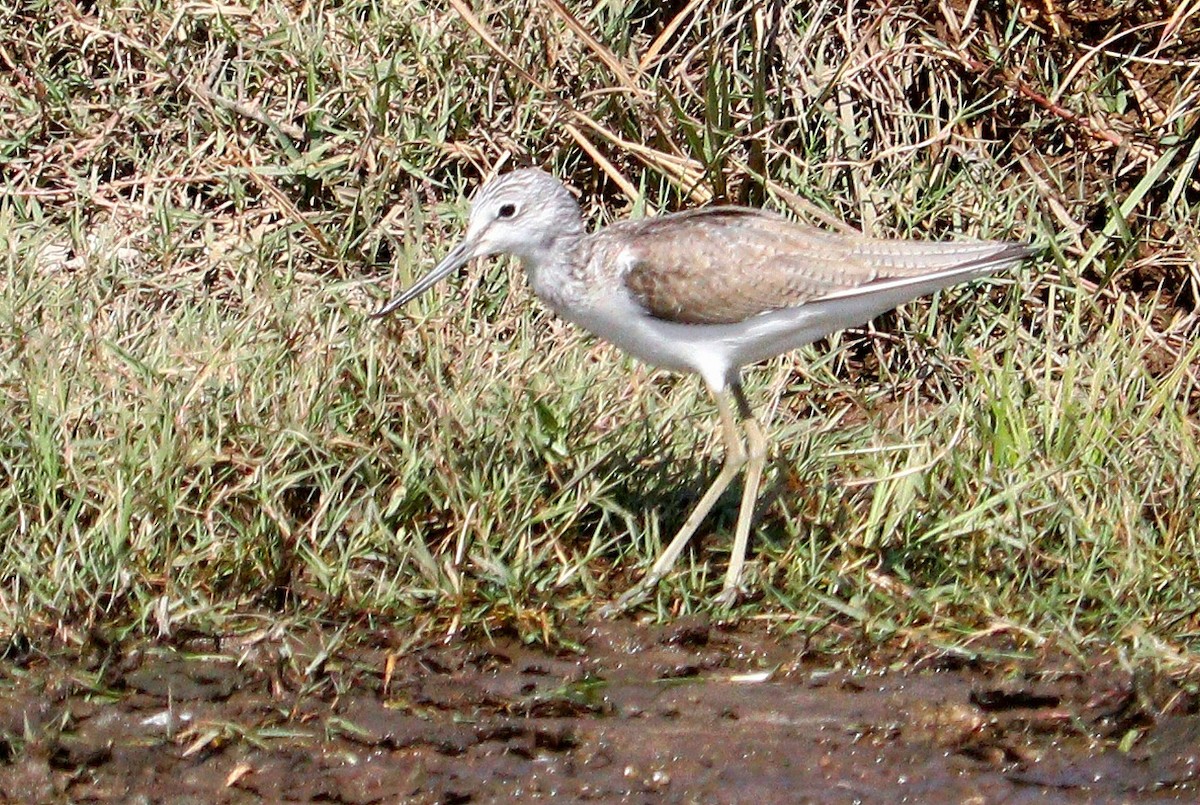 Common Greenshank - Ismael Khalifa