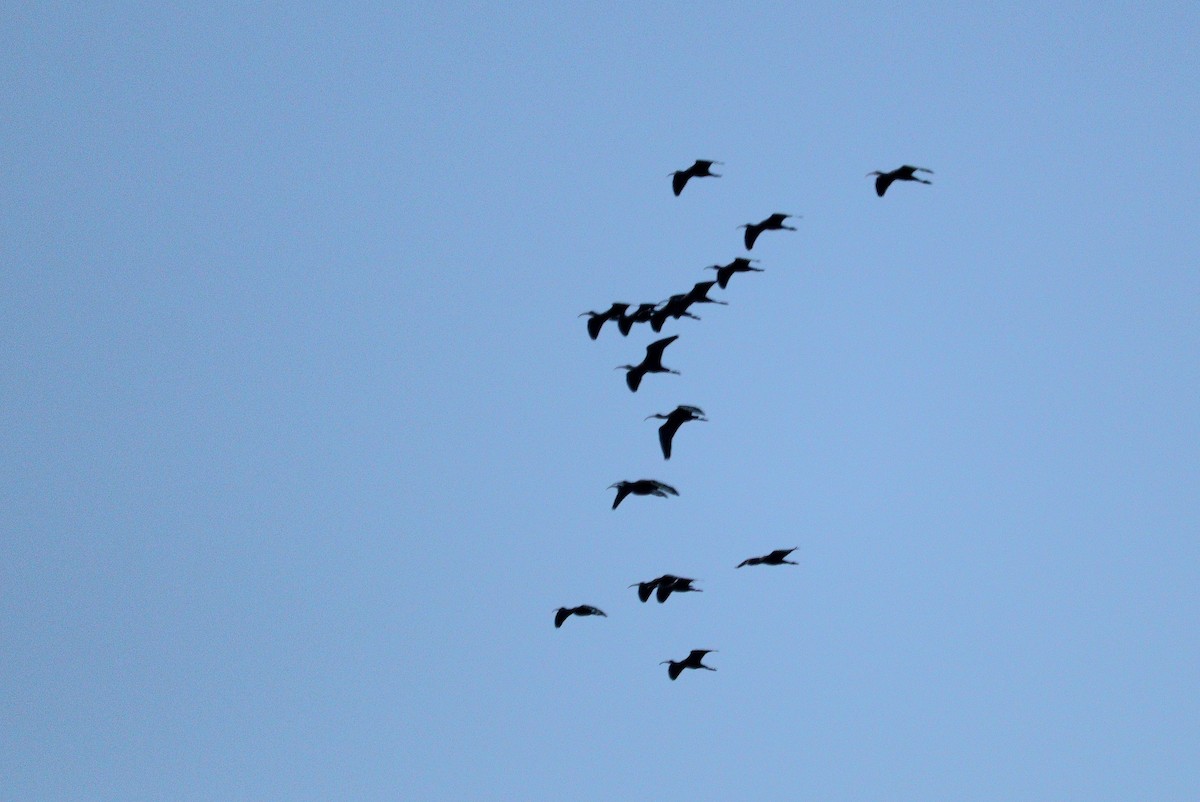 ibis hnědý - ML613748944