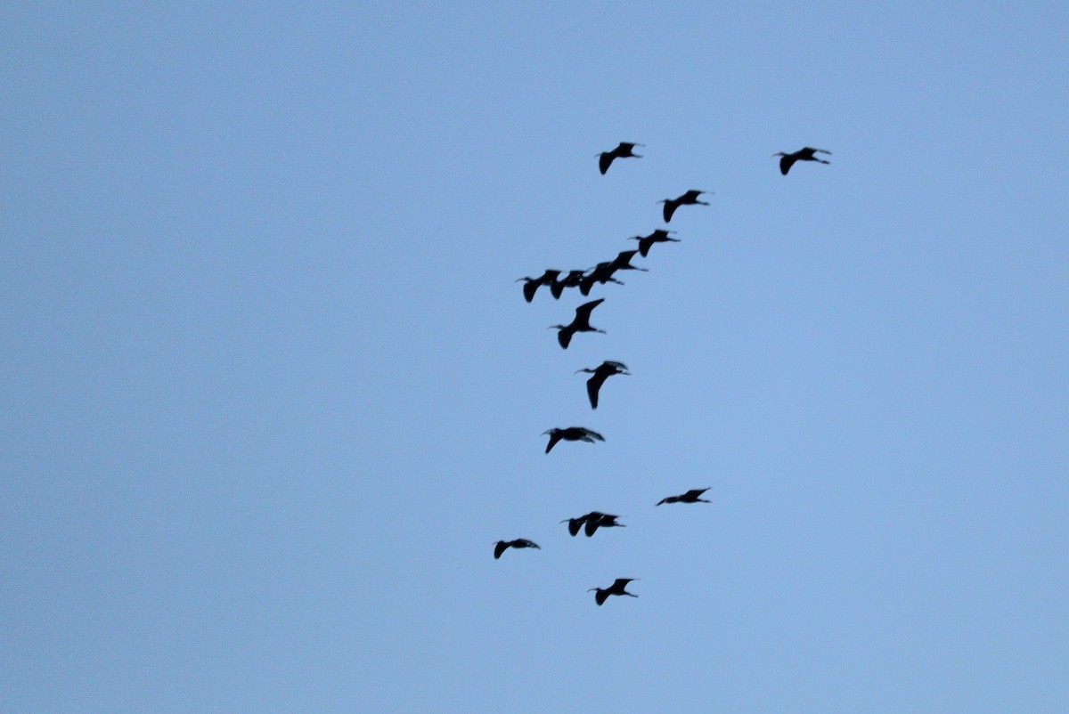 Glossy Ibis - ML613748944