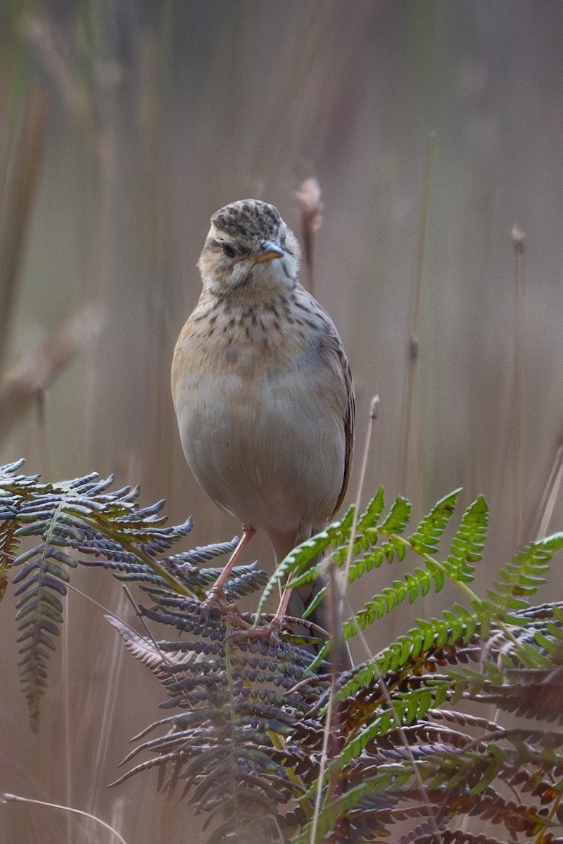 Paddyfield Pipit - Vivek Saggar