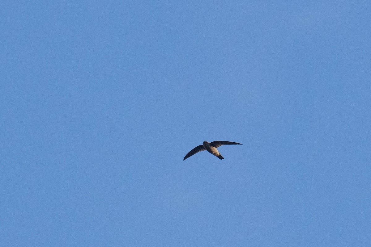 Indian Swiftlet - ML613748976