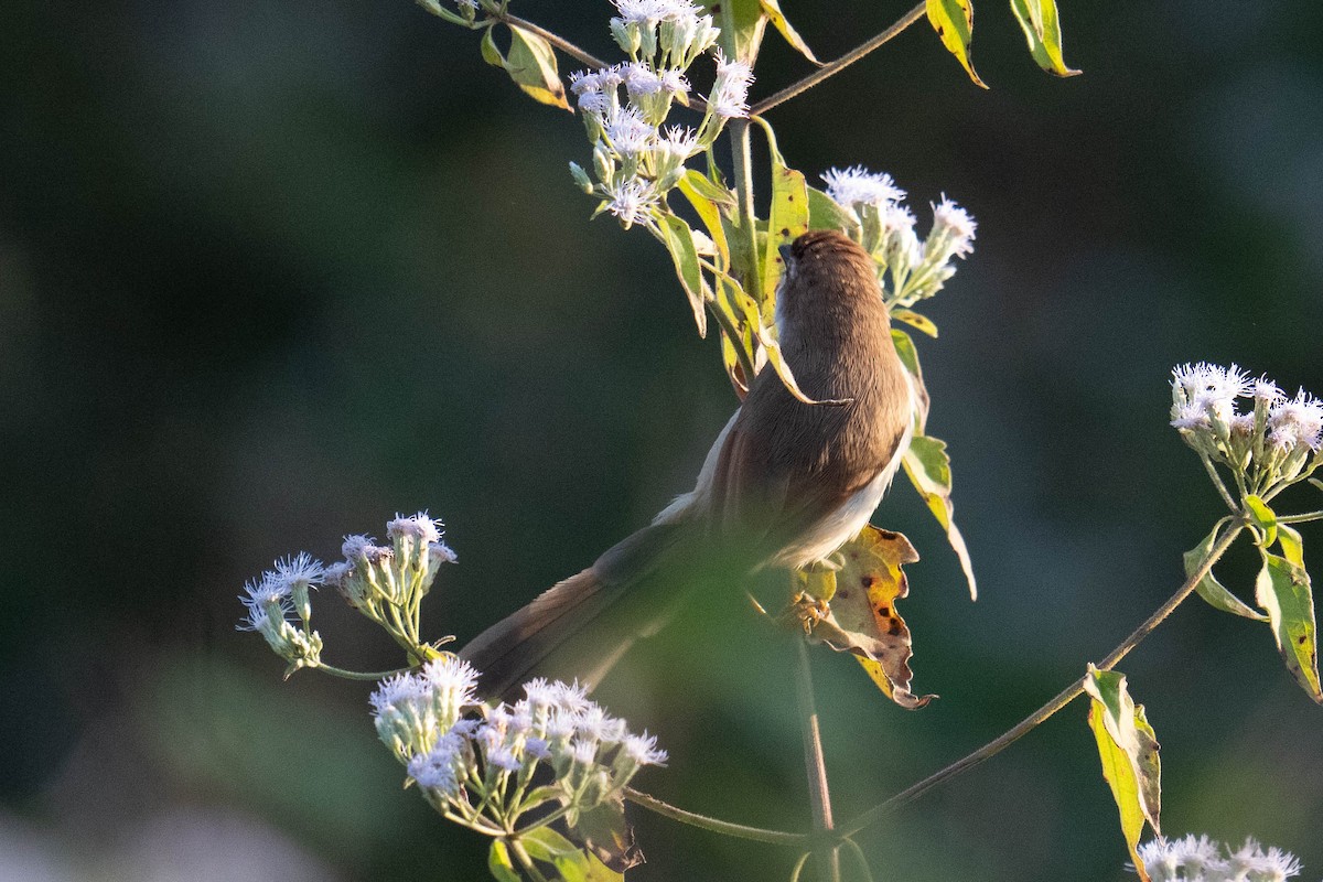 Yellow-eyed Babbler - ML613748979