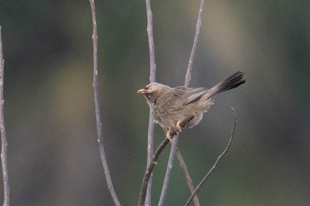 Yellow-billed Babbler - ML613748992