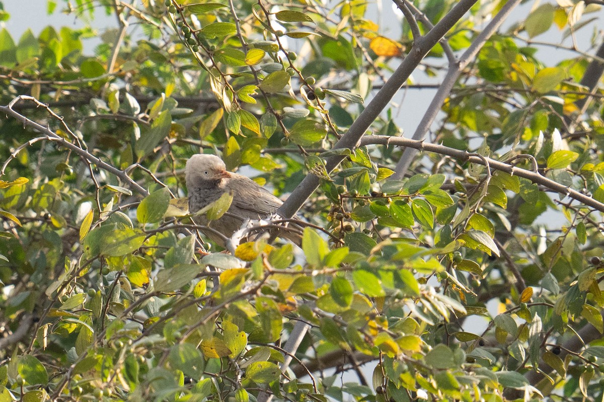 Yellow-billed Babbler - ML613748993