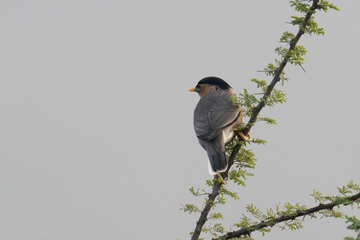Brahminy Starling - ML613748999