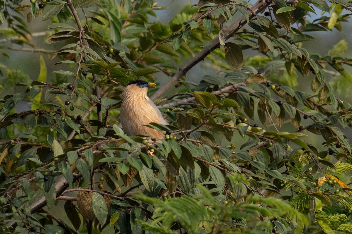 Brahminy Starling - ML613749000