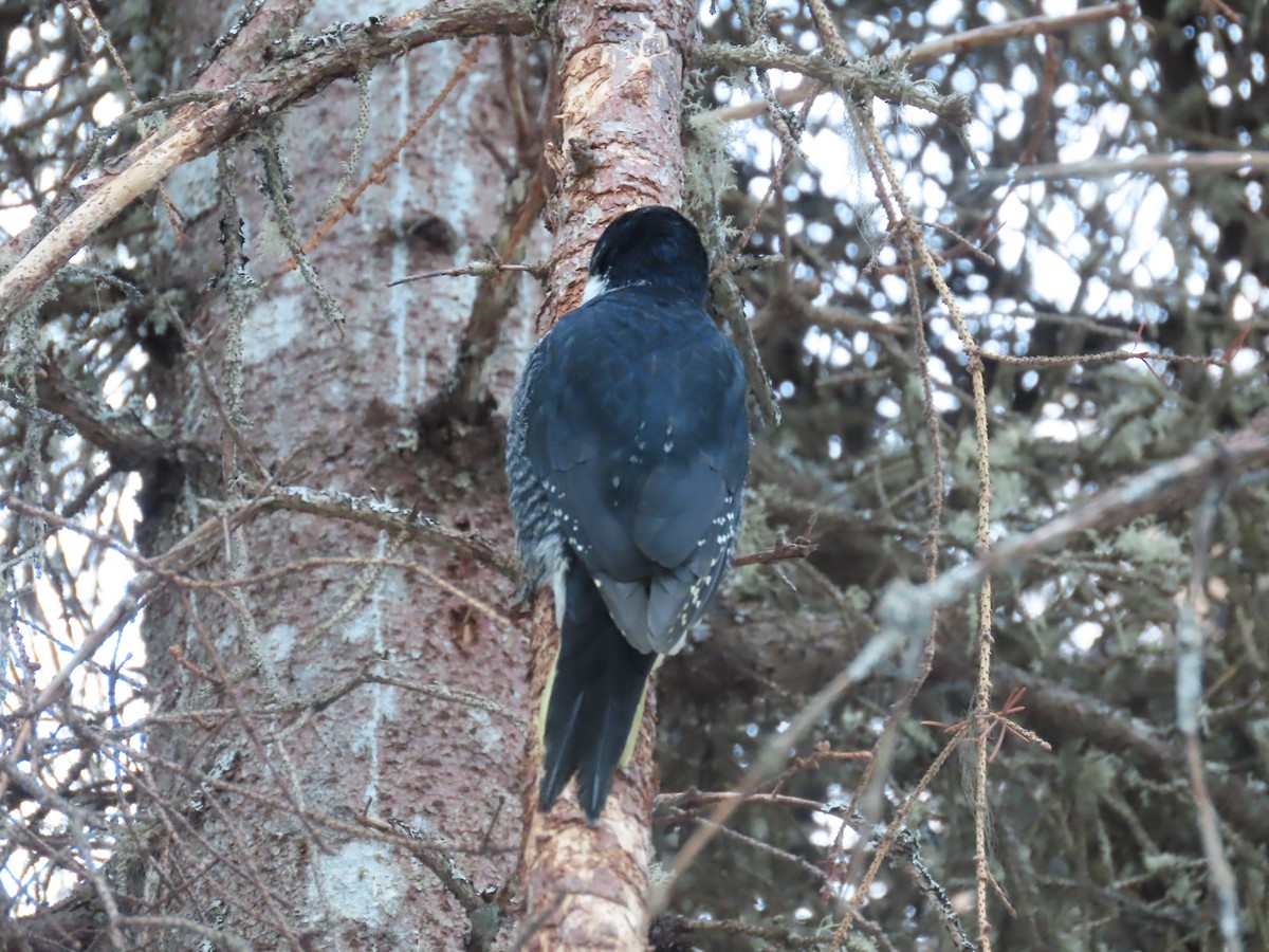 Black-backed Woodpecker - Laura Burke