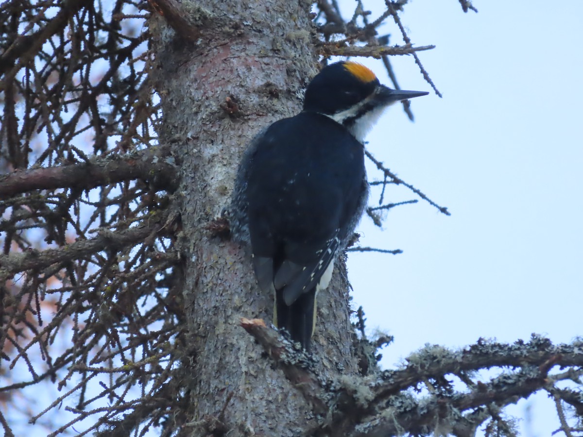 Black-backed Woodpecker - ML613749056