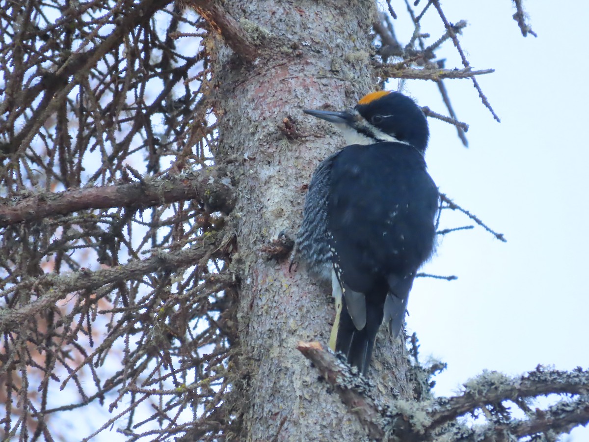 Black-backed Woodpecker - Laura Burke