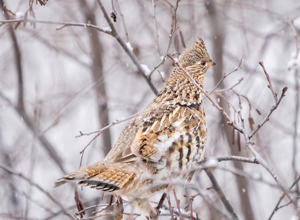 Ruffed Grouse - ML613749115