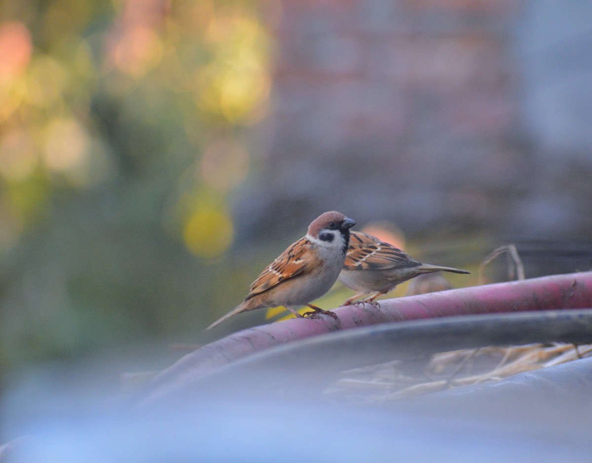 Eurasian Tree Sparrow - Anish  Bera