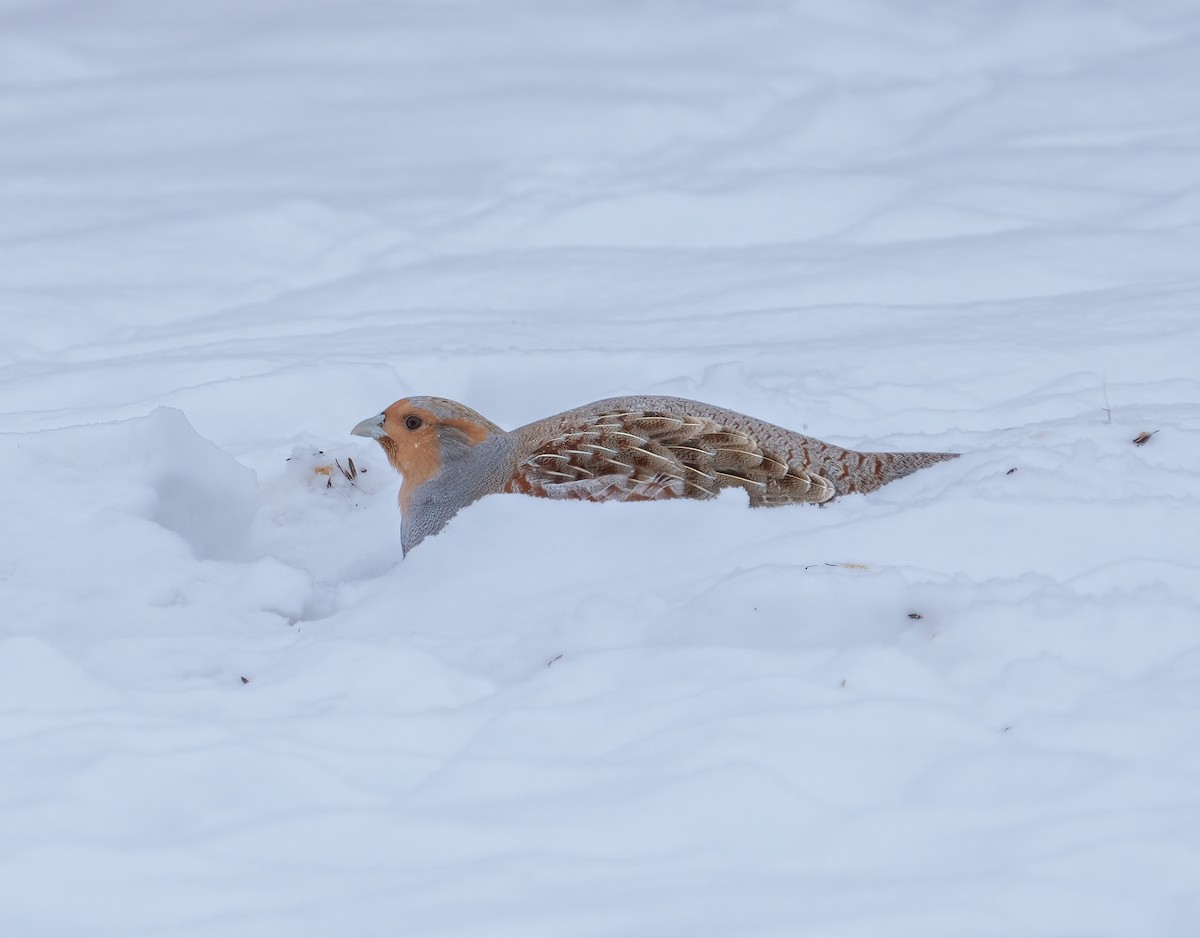 Gray Partridge - ML613749244