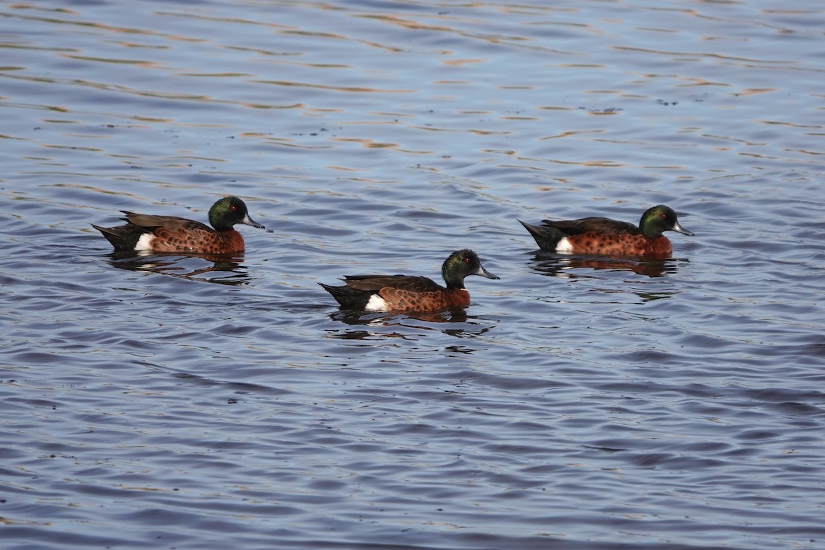 Chestnut Teal - ML613749491